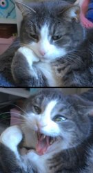 The cat, the calm and the screechy Meme Template