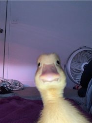 Duck looking at you Meme Template