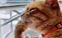 Cat Contemplate Meme Template