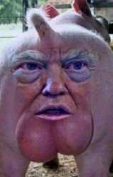 Donald Trump pig butt Meme Template