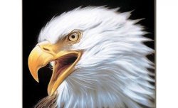 eagle Meme Template