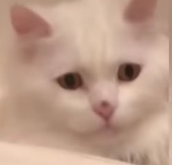 Confused White Cat Meme Template