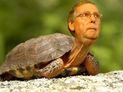 Mitch the Turtle Meme Template