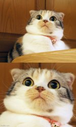 Shocked cat Meme Template