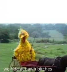 Big Bird At Dawn Meme Template