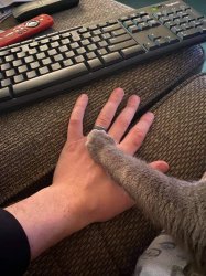 Keyboard cat Meme Template