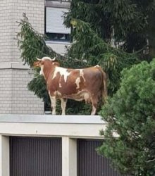 B E S S Meme Template