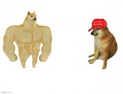 Buff doge vs. MAGA cheems Meme Template
