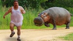 hippo Meme Template