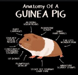 guinea pig anatomy Meme Template