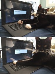 Keyboard Warrior Cat Meme Template