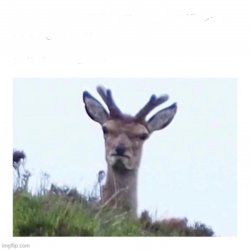 A very mad deer because of X Meme Template