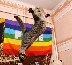 Pride Cat Meme Template