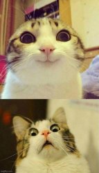 Happy then Surprised Cat Meme Template