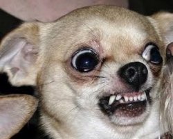 Funny Angry Chihuahua Meme Template
