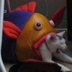 Fish eating cat Meme Template