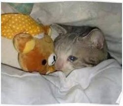 crying cat with teddy bear Meme Template
