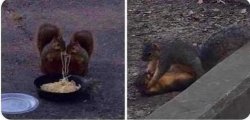 Squirrel fight Meme Template