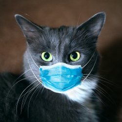 Cat with facemask Meme Template