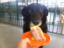 Dog Shocked At Cake Meme Template
