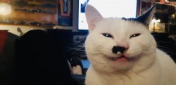 Stoner cat Meme Template