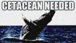 Cetacean needed deep-fried Meme Template