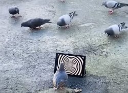 pigeon looking at screen Meme Template