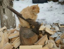 Cat with wood Meme Template