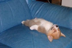 Corgi sleeping Meme Template