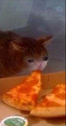 Cat eating pizza while crying Meme Template