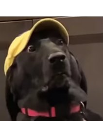 A Very Concerned Dog.. Meme Template