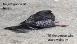 Pigeon will wait to find who asked. Meme Template