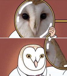 Owls wish Meme Template