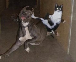 catninja Meme Template