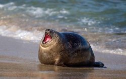 yawning seal Meme Template