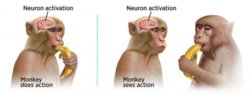 Monkey sees action Meme Template