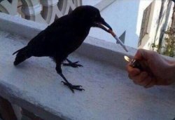 Haven't heard that name in years Crow Meme Template