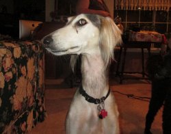 Dramatic Look Saluki Meme Template