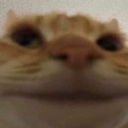 cat cat cat cat cat Meme Template