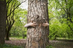 Hugging A Tree Meme Template