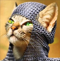 Cat knight Meme Template