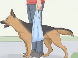 dog bag Meme Template