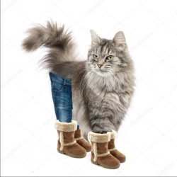 Apple Bottom Jean Cat Meme Template