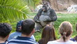 Gorilla Storyteller Meme Template