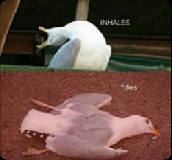 inhales dies bird Meme Template