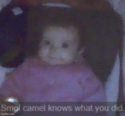 smol camel knows what you did Meme Template