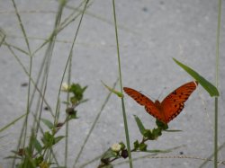 Gulf Fritillary Butterfly Meme Template