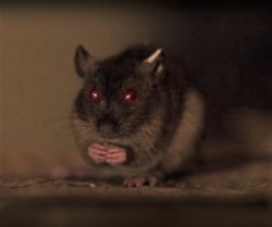 Plague Rat Meme Template