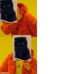 Cat Bling Meme Template