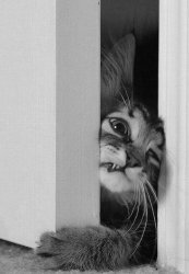 Kitty wants in Meme Template